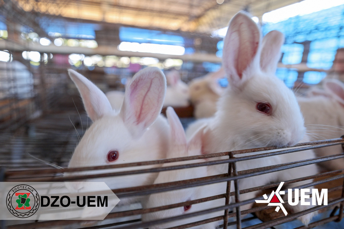 Formulação de leite artificial poderá aumentar a sobrevivência dos filhotes e fortalecer a cunicultura nacional