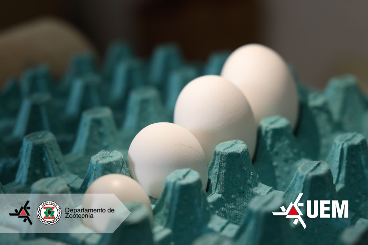 Pesquisas realizadas na UEM revelam que suplementação natural na ração elevam o desempenho das poedeiras