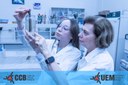 Pesquisa da UEM monitora densidade populacional de mosquito da dengue
