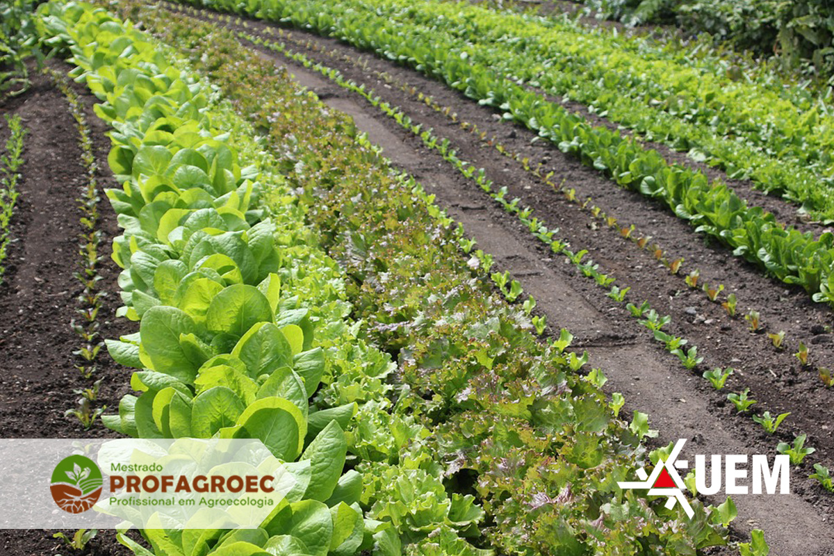 Pós-graduação oferta 25 vagas, distribuídas em três linhas de pesquisa; inscrições vão até 19 de novembro