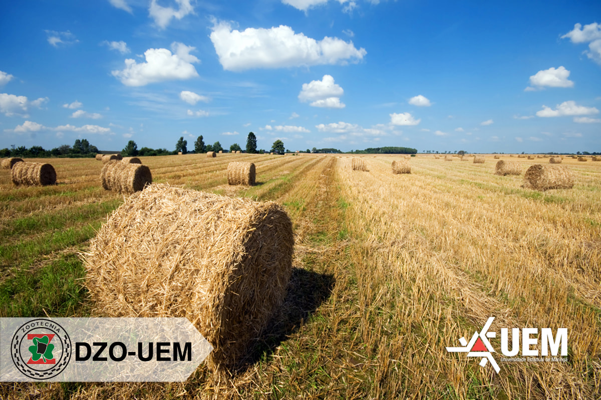 Evento reunirá produtores e especialistas para debater práticas de produção e conservação de forragem