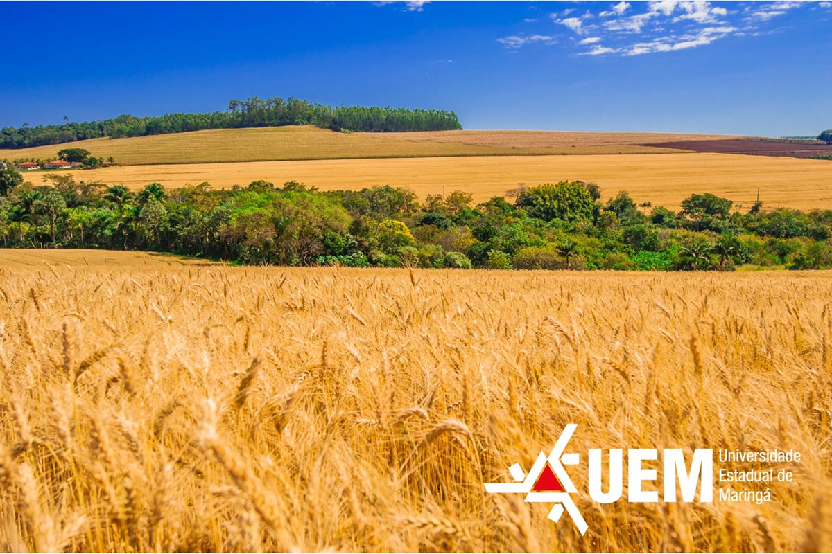 Com ensino, pesquisa, extensão e formação de excelência, UEM se destaca como parceira estratégica do setor agropecuário regional e nacional